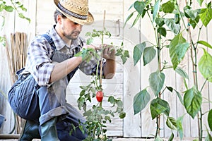 Man working in the vegetable garden tie up the tomato plants, take care to make them grow