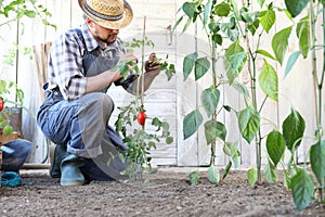 Man working in the vegetable garden tie up the tomato plants, take care to make them grow