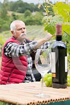 Man working in vineyard