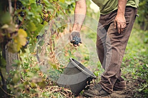 Man working in a vineyard