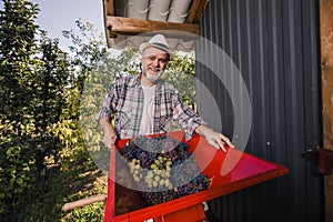 Man working with a wheel of a grape harvesting machine to squeeze many grapes