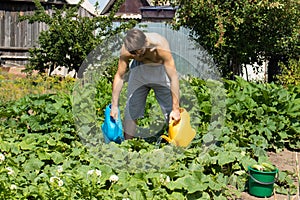 A man works in the garden: watering beds from watering cans. Gardening, summer work. Growing eco-friendly products. The photo