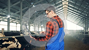 A man works with a laptop, standing in a barn with cows.