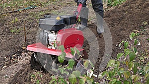 Man works in a vegetable garden with a garden cultivator. Garden cultivator for work, close-up. A man with a tractor