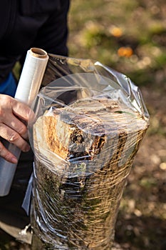 Man is wrapping a beech tree stub with clear film, protection of a mycelial inoculated stump in a mushroom farm