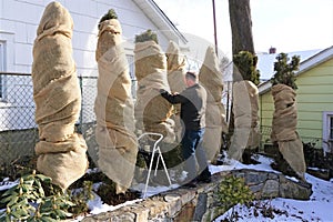 Man wraps bushes in burlap