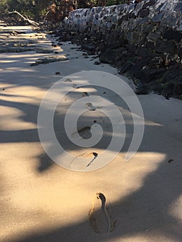 FOOT STEPS IN THE SAND, CUMBERLAND ISLAND photo