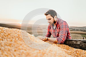 man, young farmer on farmland smiling and holding corn at sunset