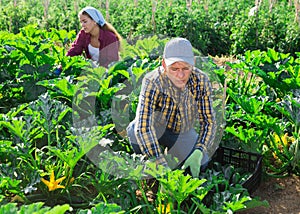 Man and young woman picking marrows