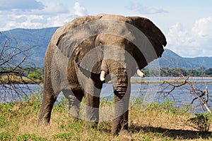 Mana pools elephant