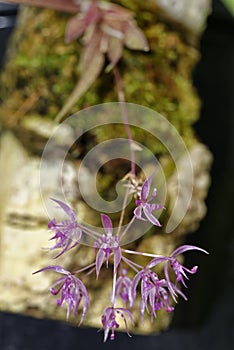 Manabi Macroclinium Orchid photo