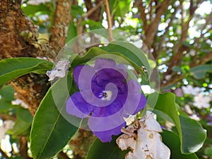 Manaca flowers