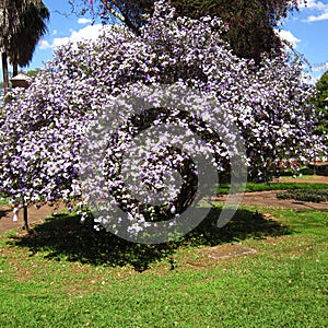 Manaca tree