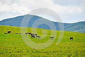 The manada on the grassland photo