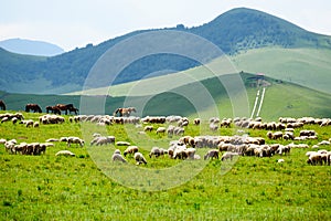 The manada and herd of sheep on the grassland photo