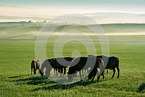 The manada on the summer grassland photo