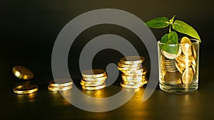 Management efficiency. Stacks of golden coins near full glass and green leaf of sprout on black background. Success.