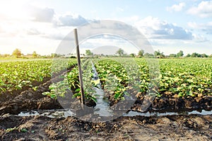 Management of watering process of eggplant plantation by irrigation canals system. Agriculture and agribusiness. Agronomy. Rural