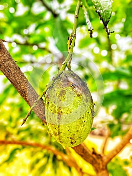 Manalagi Mango originated from India and Burma spread to Southeast Asia. It tastes very sweet.