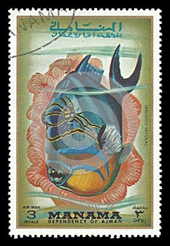 Tropical Fish, Queen Triggerfish