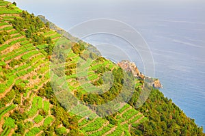 Manarola near a vine hill