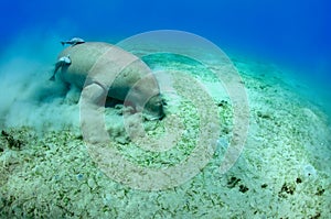 Manatee