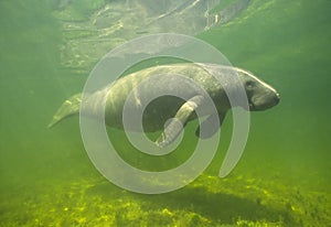 Manatee photo