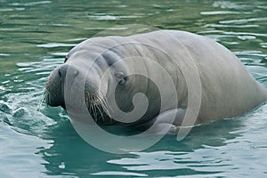 Witness the grace of a majestic manatee as it peacefully navigates through clear, tranquil waters. photo