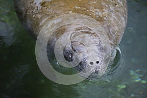 A manatee.