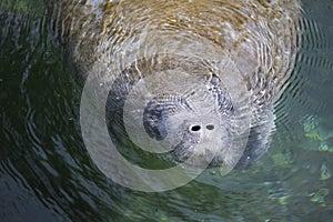 A manatee.