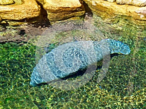 Manatee