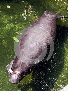 Manatee