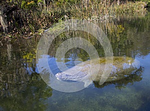 Manatee and Alligator Lay Down - Wakulla Springs