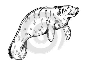 Manatee animal engraving vector illustration