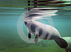 Manatee Baby Surfacing for Air