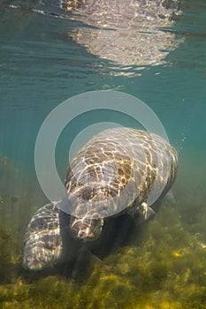 Manatee and calf