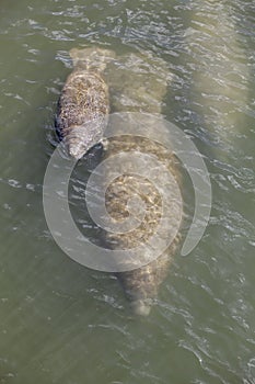 Manatee calf surfacing