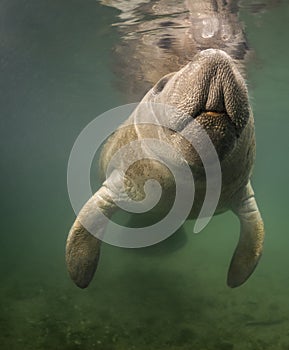 Manatee Close Up