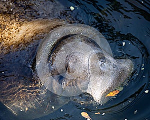 Manatees Stock Photos.   Manatees head close-up profile view.  Manatee picture. Manatee image. Manatee portrait