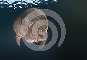 Manatee closeup portrait