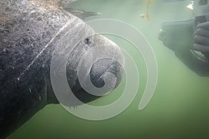 A manatee coming in for a close up photo with a swimmer