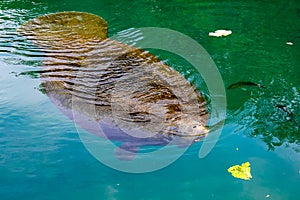 Manatee Crystal River