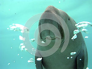 Manatee curious with the diver