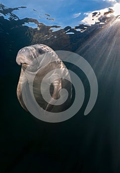 Manatee illuminated by underwater sunbeams photo