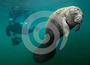 Manatee and Diver photo