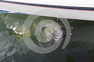 Manatee drinking fresh water
