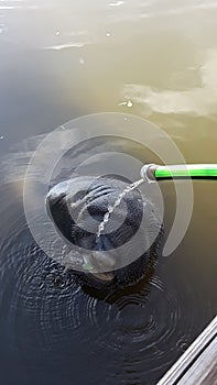 Manatee drinking fresh water