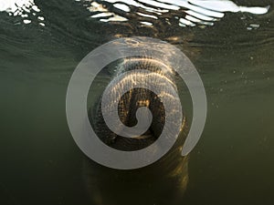 Manatee or dugong or sea cow swim throw crystal clear water