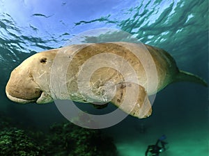 Manatee or dugong or sea cow swim throw crystal clear water