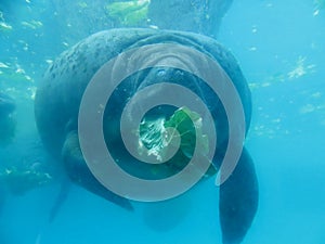 Manatee eating lettuce